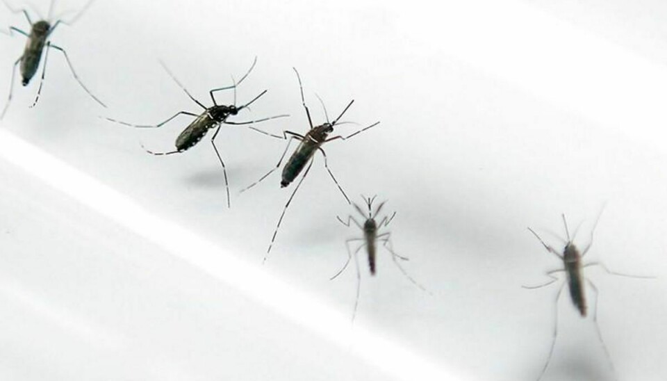 Zika-virussen, der lige nu frygtes vidt og bredt, bliver blandt andet spredt via myg. Foto: PATRICE COPPEE/Scanpix