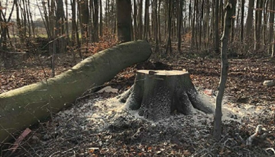 Det var et ret stort træ der blev fældet – og som ramte lige ned oven i bilen. (Privatfoto).