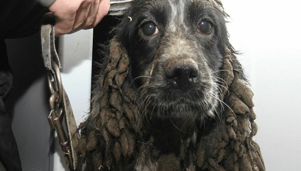 En af de hunde, der blev fundet. Bemærk afføringen på ørerne. Klik videre og se flere billeder af de fundne hunde. Foto: Dyrenes Beskyttelse.