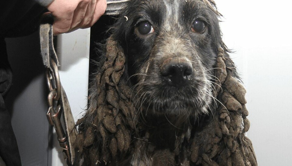 En af de hunde, der blev fundet. Bemærk afføringen på ørerne. Klik videre og se flere billeder af de fundne hunde. Foto: Dyrenes Beskyttelse. En af de hunde, der blev fundet. Bemærk afføringen på ørerne. Klik videre og se flere billeder af de fundne hunde. Foto: Dyrenes Beskyttelse.