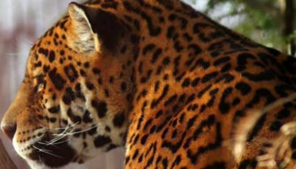 En jaguar brød i morges ud af et zoo i Bulgarien. Foto: Colourbox.com (Modelfoto).