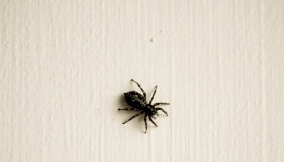 Ville dræbe edderkop: satte ild til hus Det er ikke nogen god idé, at forsøge at bruge ild til at slippe af med uønskede edderkopper inden døre. Det har flere edderkoppejagere verden over måtte sande. Foto: Colourbox
