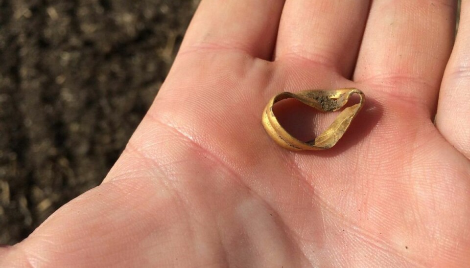 24 karats guldring fundet i Jelling En 24 karats guldring tæt på Jelling og VejleMuseerne.