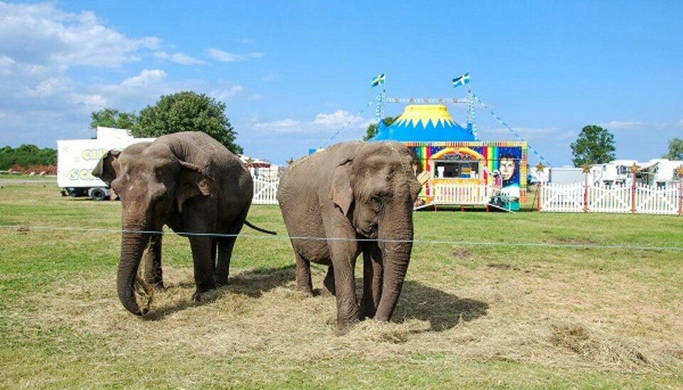 Tre elefanter fra Cirkus Arena var lørdag på vej på udflugt i Vedbæk. Her er det elefanter fra et andet cirkus. Foto: Colourbox
