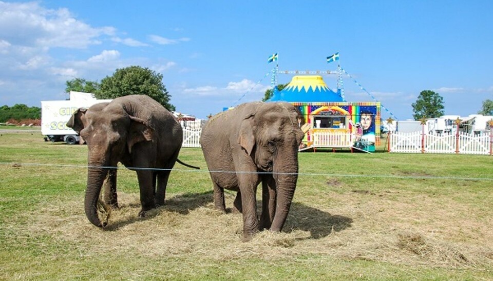 Tre cirkuselefanter gik på opdagelse Tre elefanter fra Cirkus Arena var lørdag på vej på udflugt i Vedbæk. Her er det elefanter fra et andet cirkus. Foto: Colourbox