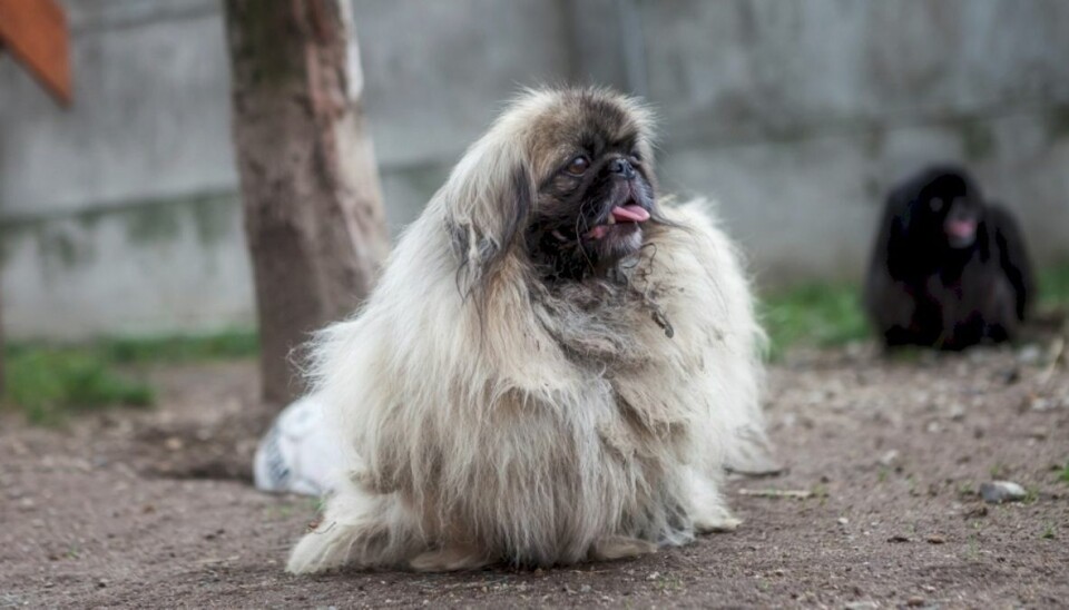Se billederne: 14 hunde hentet fra tragisk dyreværnssag Hundenes pels er så sammenfiltret, at det er smertefyldt for hundene at bevæge sig.
