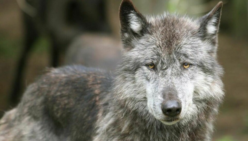 Givskud Zoo – Zootopia har en stor flok canadiske ulve.