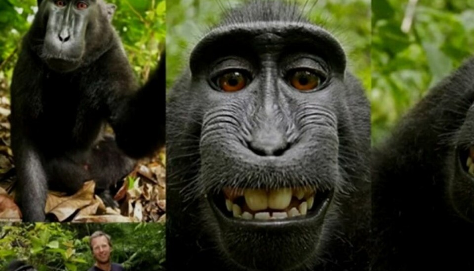 Abe, fotograf og wikipedia i sær strid om selfie