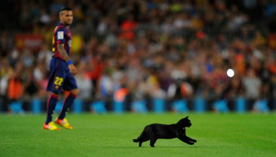 Denne sorte kat indtog græstæppet på Camp Nou i starten af kampen. Foto: Getty Images.