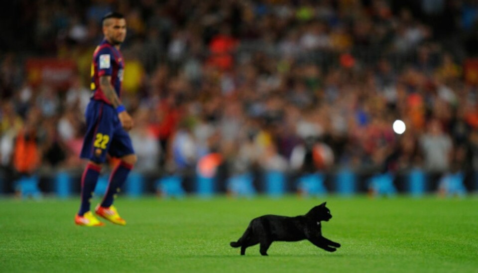 Se billederne: Sort kat indtog Camp Nou Denne sorte kat indtog græstæppet på Camp Nou i starten af kampen. Foto: Getty Images.