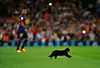 Denne sorte kat indtog græstæppet på Camp Nou i starten af kampen. Foto: Getty Images.