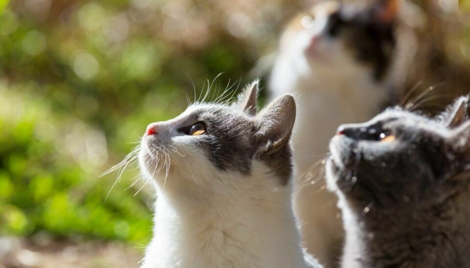 En juletræsstue kan være en farlig omgang for en kat at færdes i. Genrefoto.