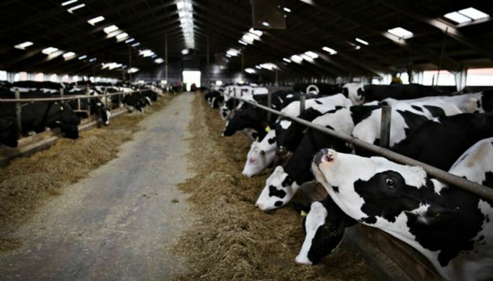 Mælkebønder under Arla har fået rekordmeget for deres mælk. Foto: DALUM ASTRID/free
