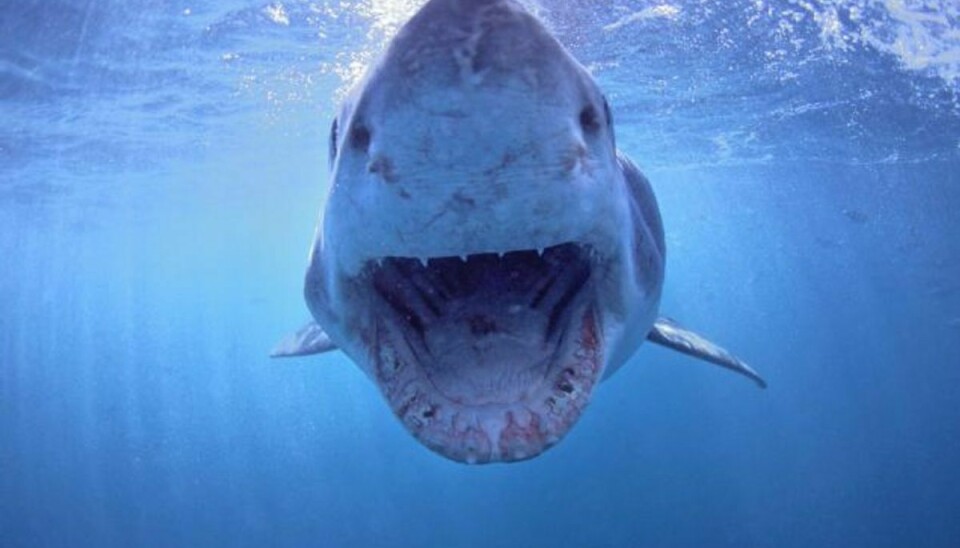 Det er uvist, hvilken hajart, der angreb. I Australien står hvidhajen (billedet) bag de fleste angreb på mennesker. Arkivfoto. Foto: Colourbox/free