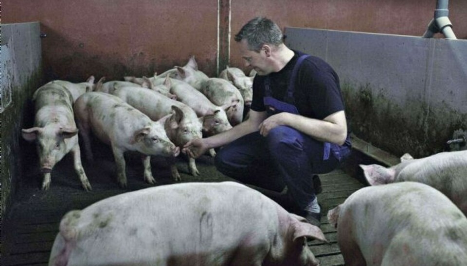 Landbrugsmedarbejdere, der dagligt arbejder med MRSA-inficerede svin, skal ikke i behandling mod bakterien, da de bliver udsat for smitten på deres arbejde igen bagefter. Sådan hedder det i Sundhedsstyrelsens MRSA-vejledning. Foto: KATINKA HUSTAD/POLFOTO