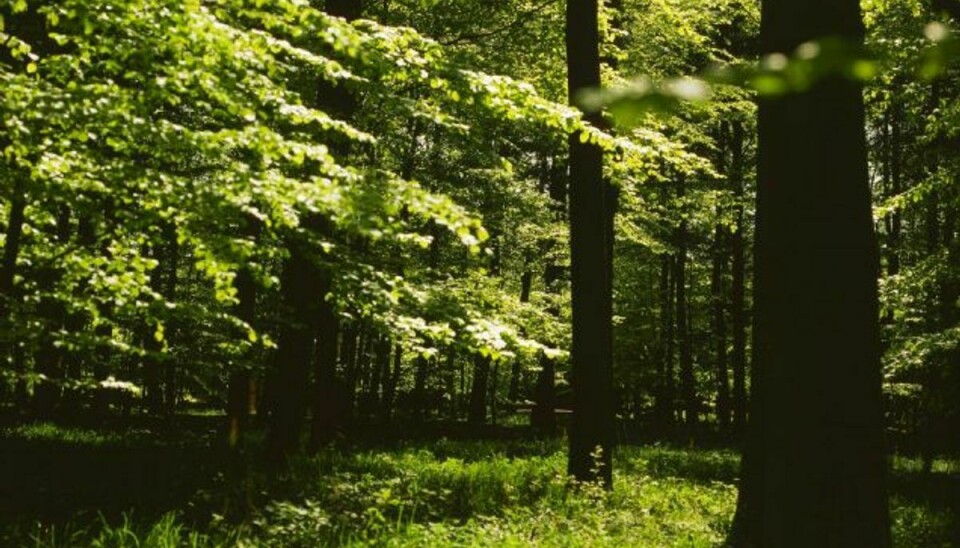 En gåtur i skoven er godt for ens stress, viser ny svensk undersøgelse. Foto: Colourbox/free