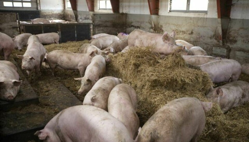 En ny undersøgelse viser, at hver femte pakke med svinekød indeholder svine-MRSA-bakterie. Foto: SCHNOOR SØREN/free