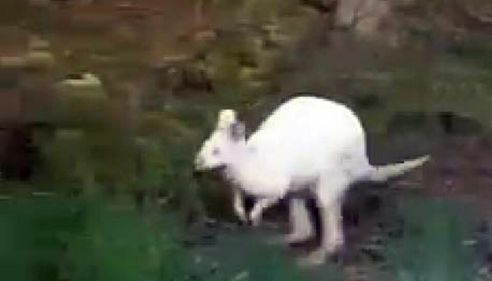 Vildfaren kænguru fanget med fiskenet En kænguru blev fredag fanget i Klosterhedens Plantage. Foto: Facebook