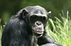 Flokken af chimpanser, som man har kunnet opleve siden starten af 80’erne, forlader parken.