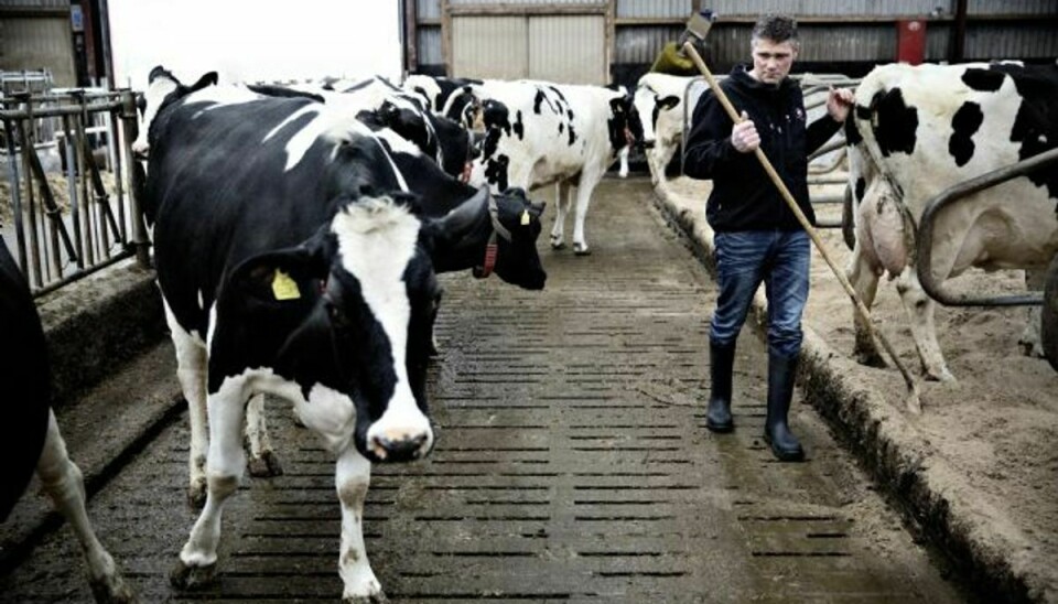 Danske mælkeproducenter får kæmpe bødesmæk fra EU. Arkivfoto. Foto: JOACHIM ADRIAN/POLFOTO