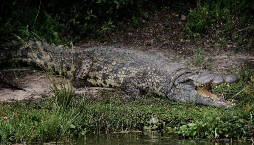 Jagtet af krokodille: Kvinde overlevede ugevis i regnskov En australsk kvinde overlevede mødet med en krokodille, da hun fór vild i regnskoven og var alene i 17 dage. Foto: LEHMANN MARTIN/free