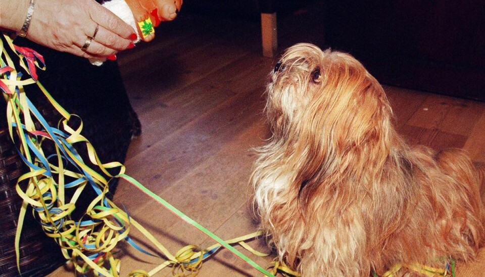 Bring hunden godt gennem nytårsaften