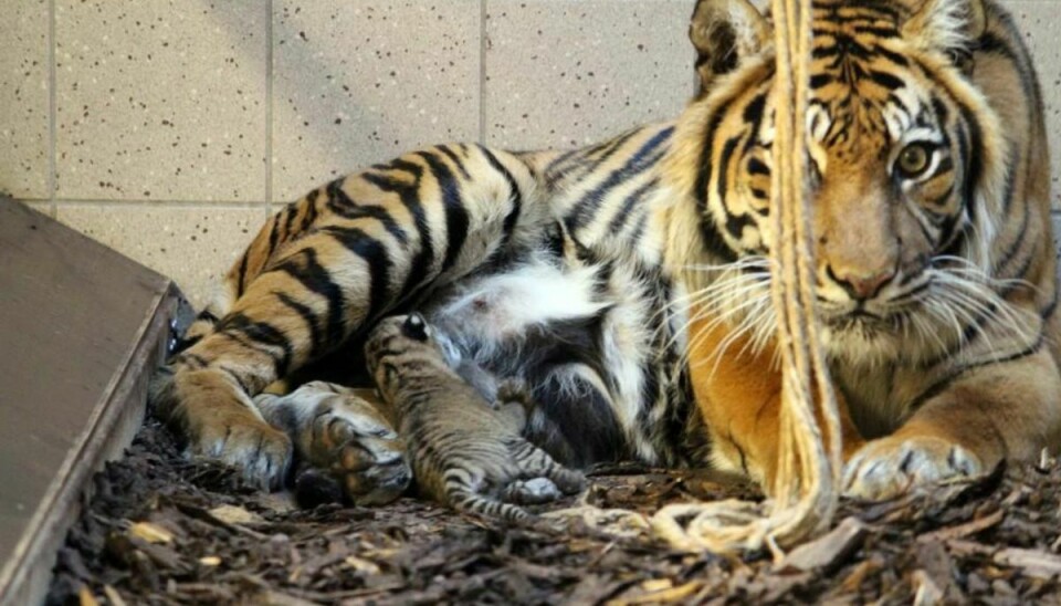 I søndags kom der i Aalborg Zoo en unge til verden hos havens Sumatra tigere.