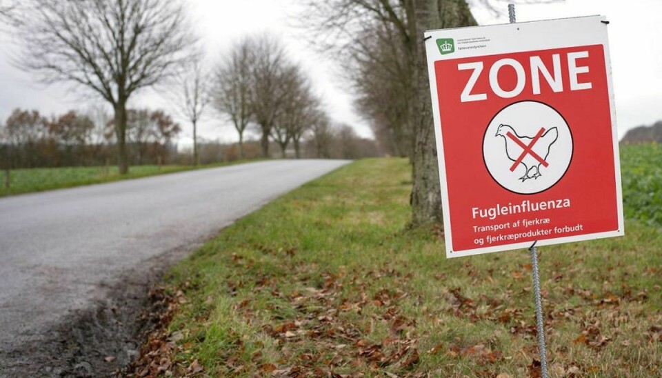 En fjervildtbesætning ved Løvel, nord for Viborg er ramt af den alvorlige fugleinfluenza H5N8. Det oplyser Fødevarestyrelsen. Foto: Bo Amstrup/Ritzau Scanpix